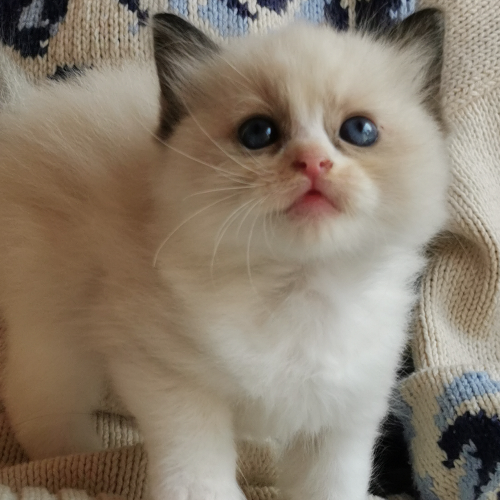 Foto van de poes