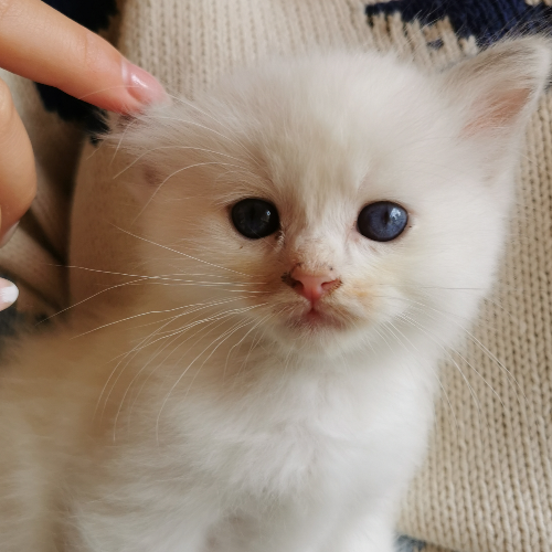 Foto van de poes