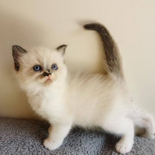 Foto van de poes