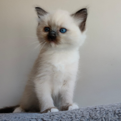 Foto van de poes