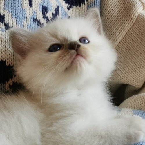 Foto van de poes