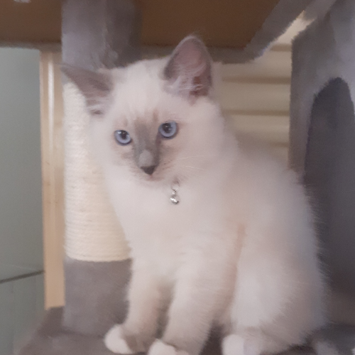 Foto van de poes