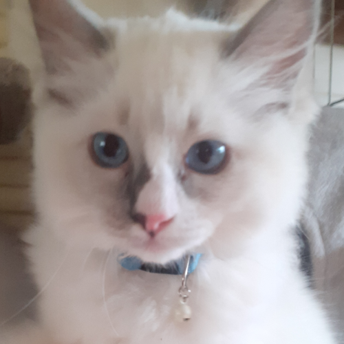 Foto van de poes