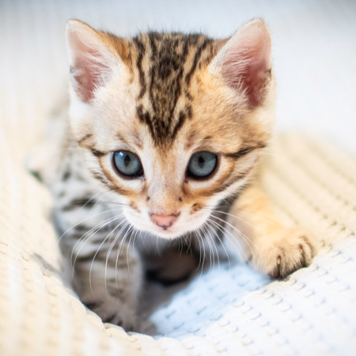 Foto van de poes