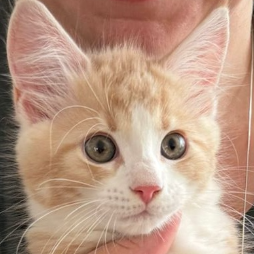 Foto van de poes