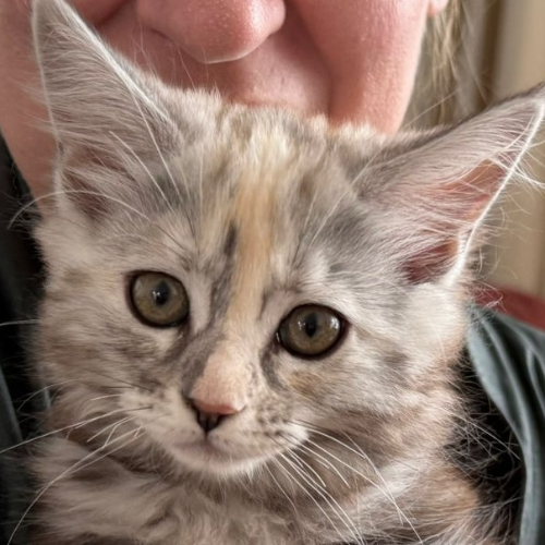 Foto van de poes