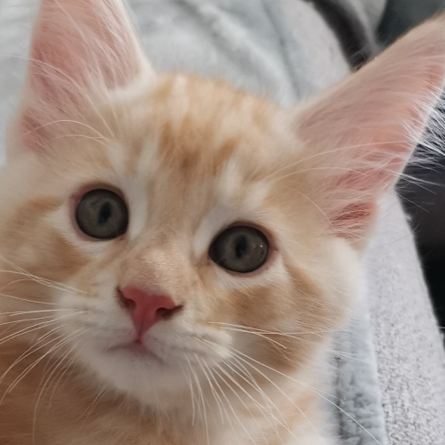 Foto van de poes
