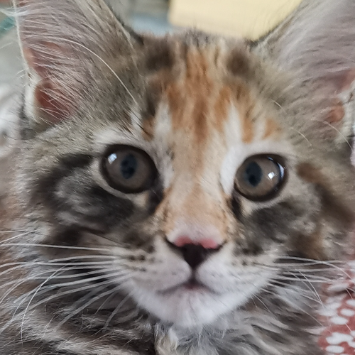 Foto van de poes