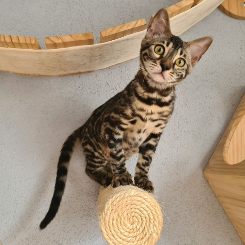 Foto van de poes