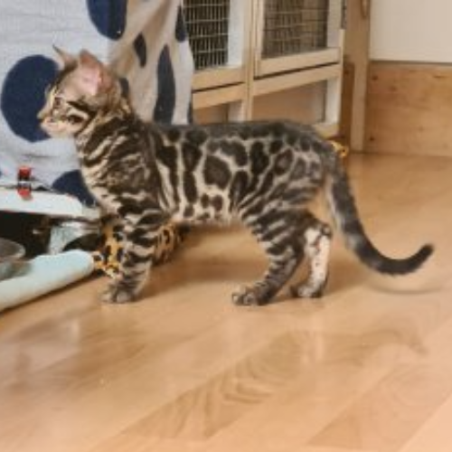Foto van de poes