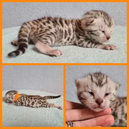 Foto van de poes