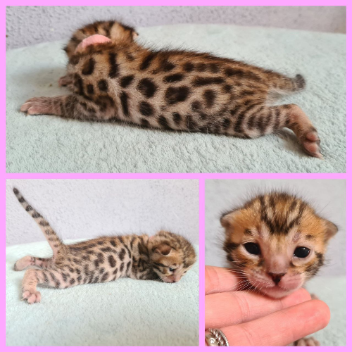 Foto van de poes