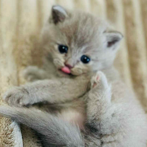 Foto van de poes