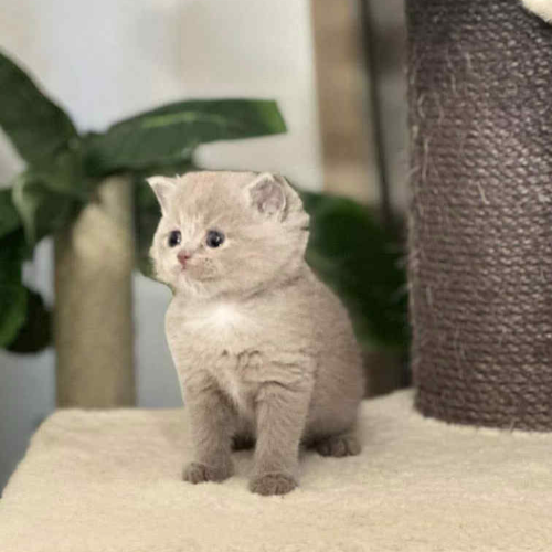 Foto van de poes