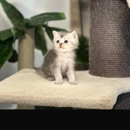 Foto van de poes