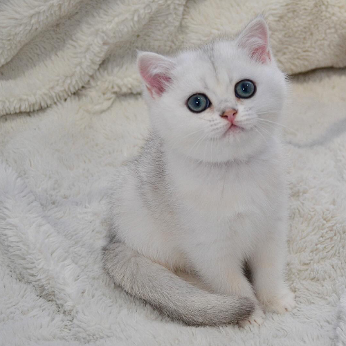 Foto van de poes