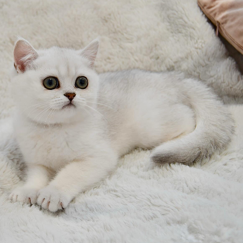 Foto van de poes