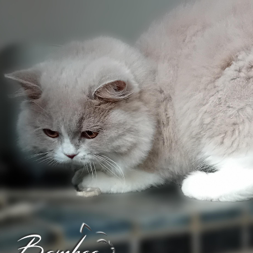 Foto van de poes