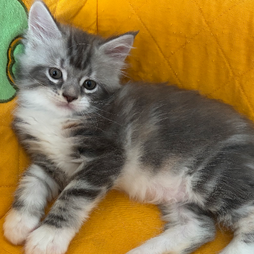 Foto van de poes