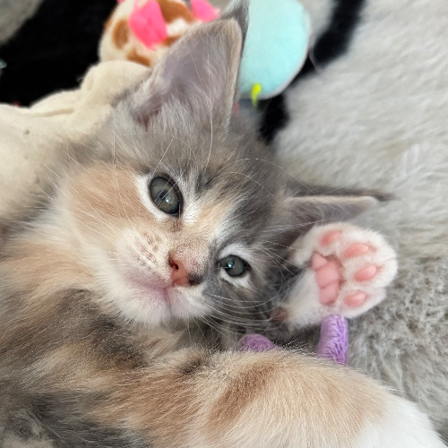 Foto van de poes