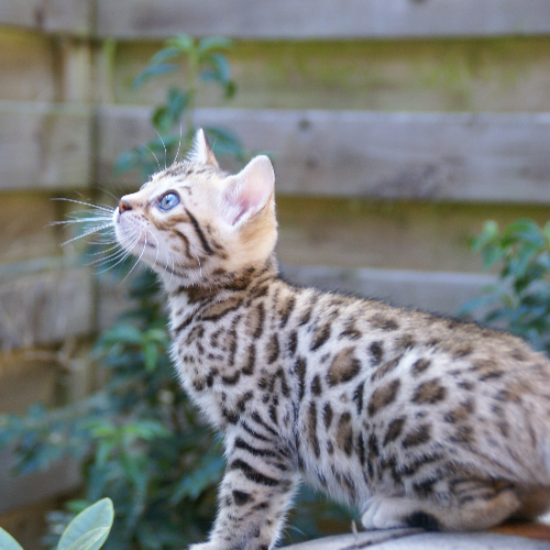 Foto van de poes