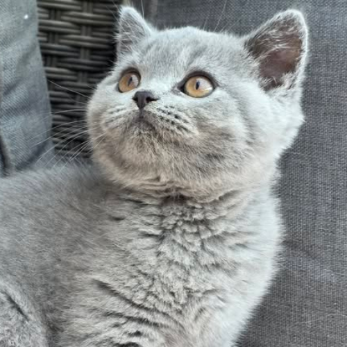 Foto van de poes