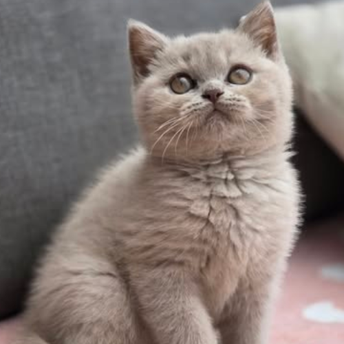 Foto van de poes