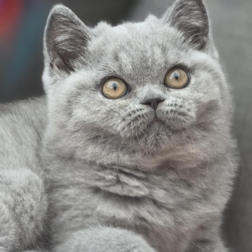 Foto van de poes