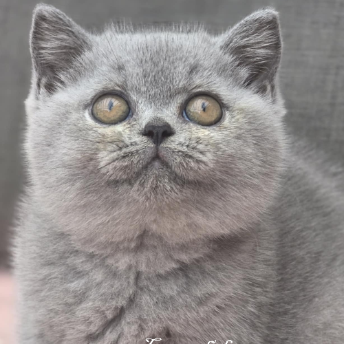 Foto van de poes