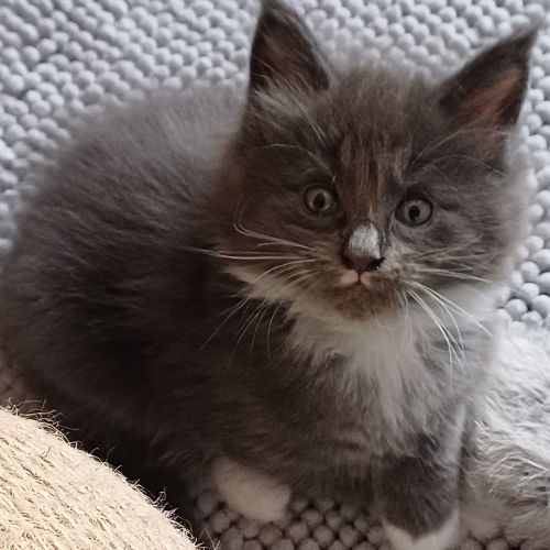 Foto van de poes