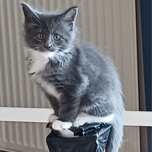 Foto van de poes