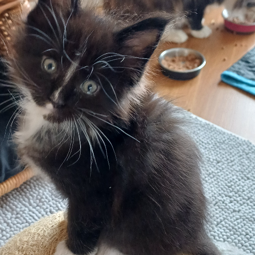 Foto van de poes
