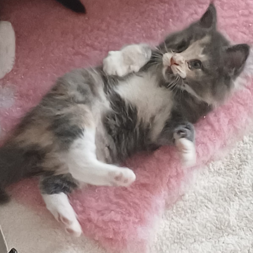 Foto van de poes