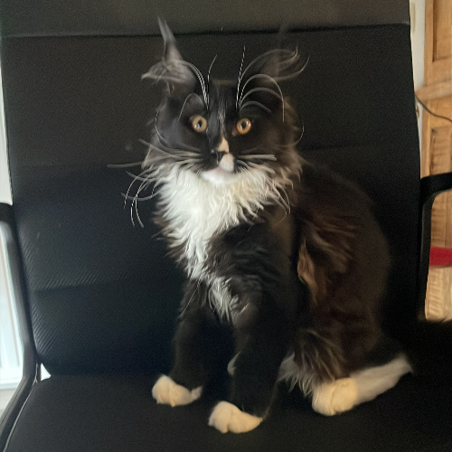 Foto van de poes