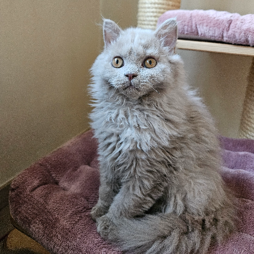 Foto van de poes