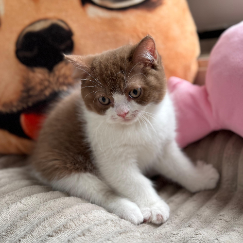 Foto van de poes