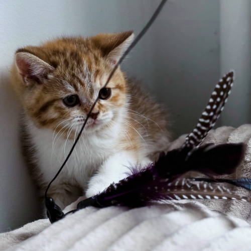 Foto van de poes