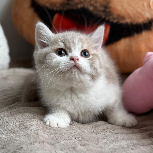 Foto van de poes