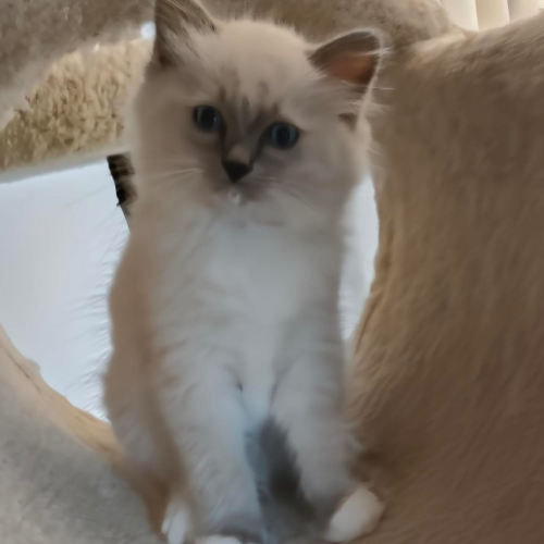 Foto van de poes