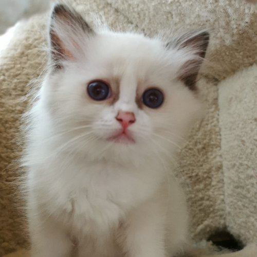 Foto van de poes