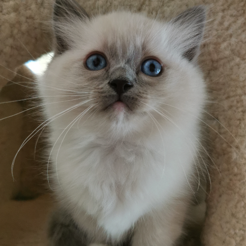 Foto van de poes
