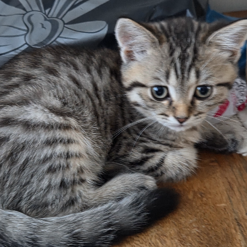 Foto van de poes