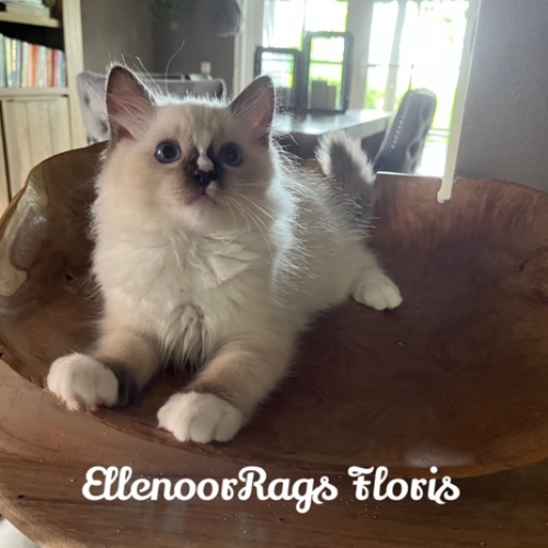 Foto van de poes