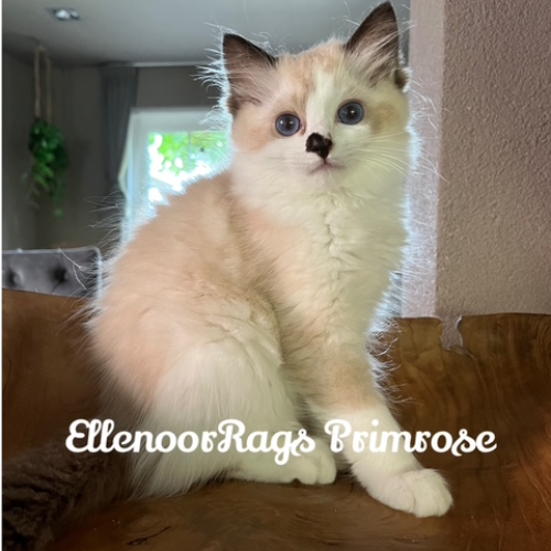 Foto van de poes