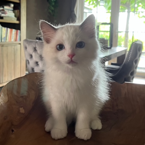 Foto van de poes