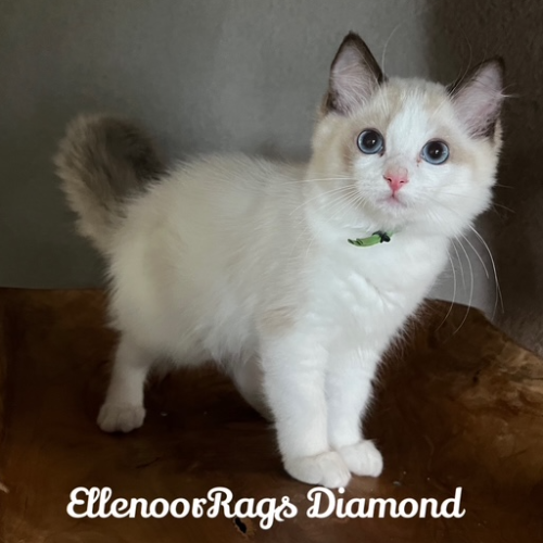 Foto van de poes