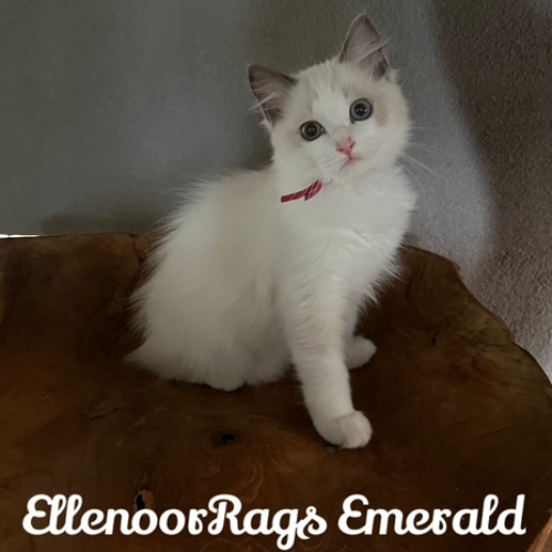 Foto van de poes