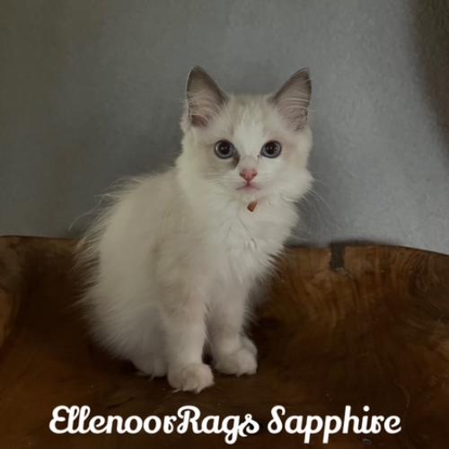 Foto van de poes