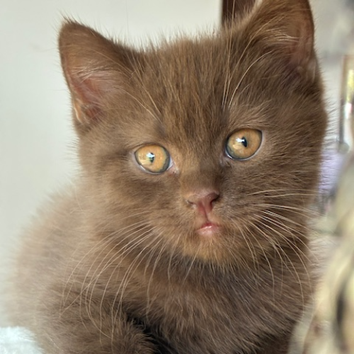 Foto van de poes