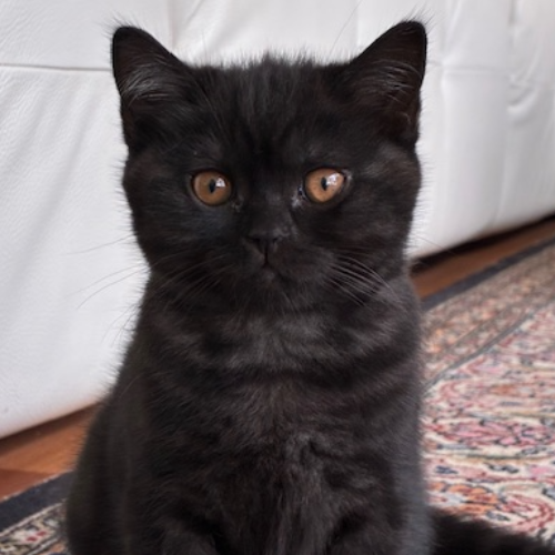 Foto van de poes